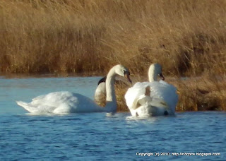 Mute Swans, 11/13/10, Salt Pannes, Parker River NWR