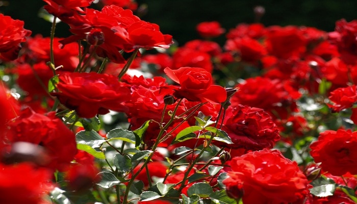 গোলাপ ফুলের বাগানের ছবি - ful baganer pic - rose garden - NeotericIT.com