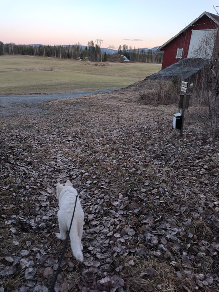 hvit gjeterhund, bygda rundt