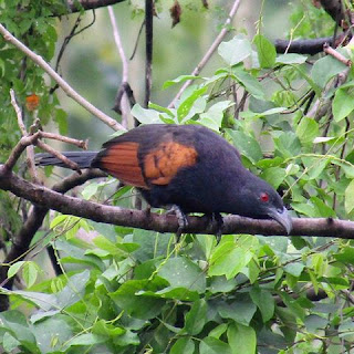  Javan Coucal maupun Sunda coucal ini merupakan spesies burung Endemik Pulau Jawa yang memiliki nama latin (Centropus nigrorufus)