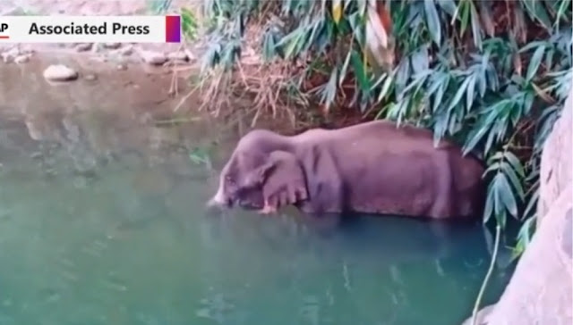 Jahat! Gajah Hamil di India Mati Berdiri Usai Makan Nanas Yang Diisi Petasan