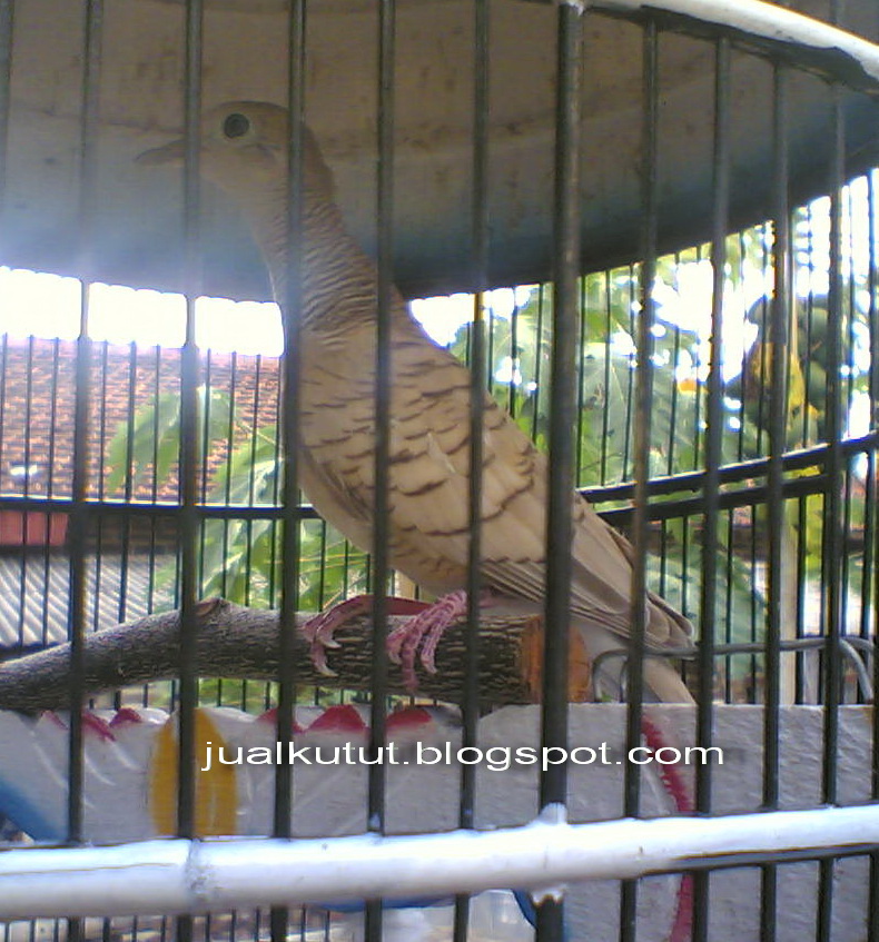 JUAL KUTUT Jual Burung Perkutut Udan Mas Lokal