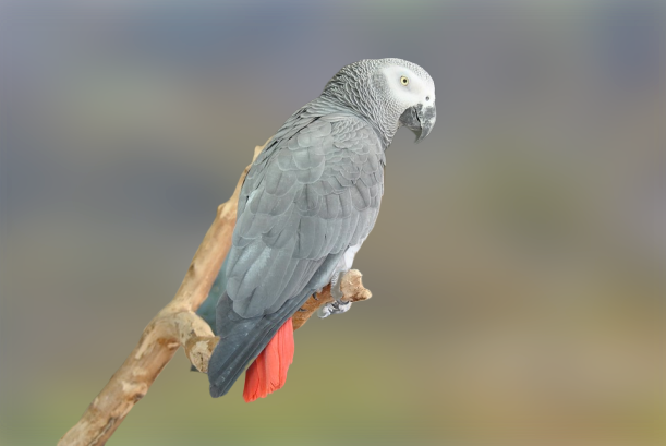 African grey parrot(talking parrot)