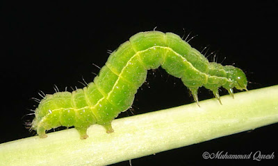 Green Caterpillar