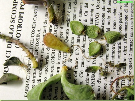 non cactacee moltiplicazione talee
