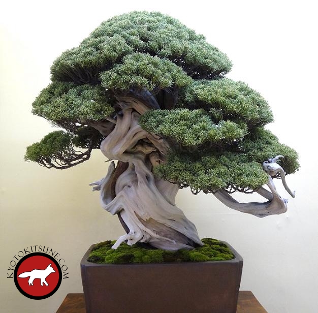 Bonsai de Kyoto