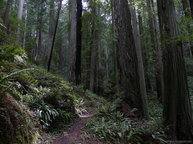 more trail and trees