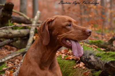 Magyar Vizsla im Wald