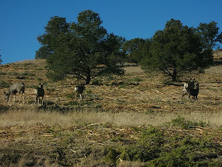 Mule Deer near Big Lake