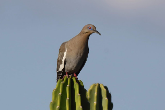 White-winged Dove