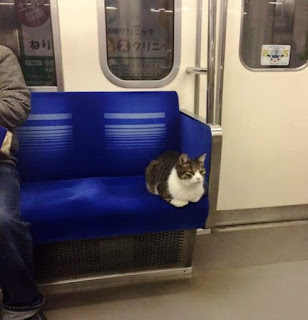 Quieren que las mascotas viajen en subte