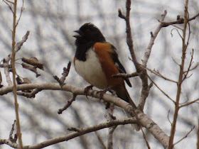 eastern towhee