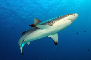 grey reef shark