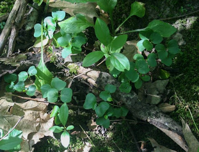 Dozens of buckthorn seedlings on a forest floor.