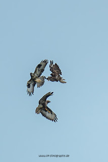 Wildlifefotografie Graureiher Olaf Kerber