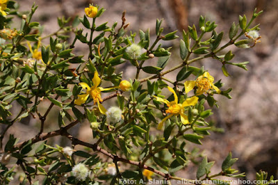 vegetacion del monte Jarilla