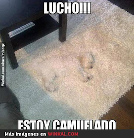 Lucho !,  estoy camuflado, perro, blanco, alfombra