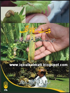 Pest Scouting and Spray guide line in Urdu