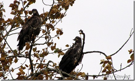 Pair of juveniles