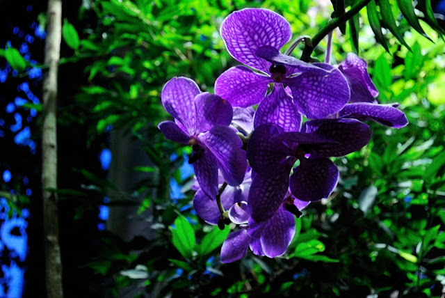 Lilac Orchids in a Tropical Greenhouse
