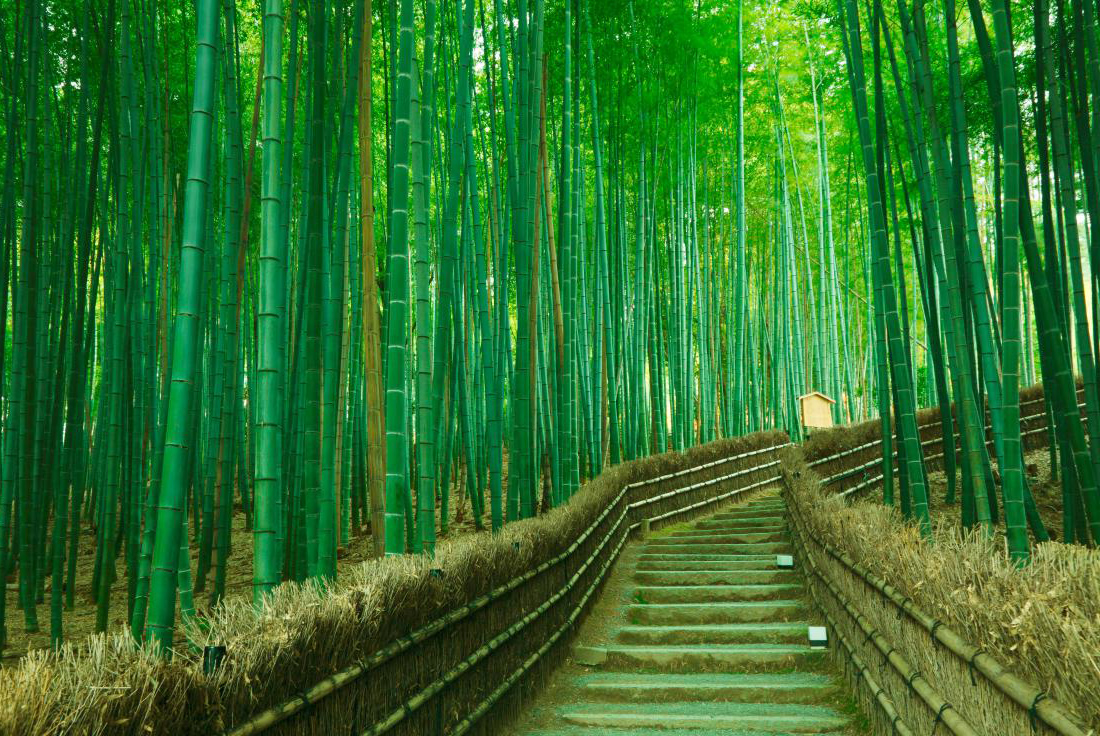 56+ Gambar Pemandangan Hutan Bambu
