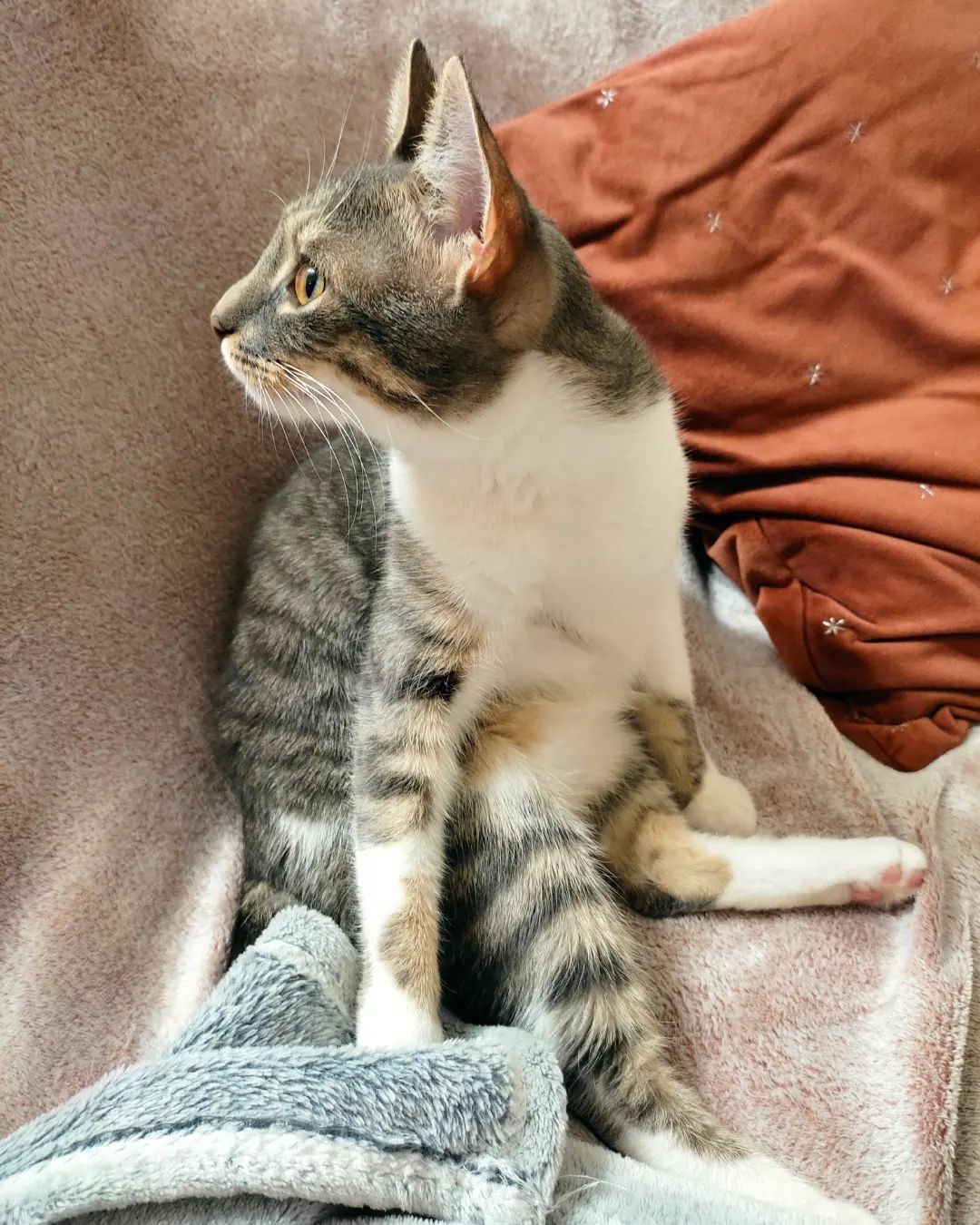 A Tabby cat sitting on the couch