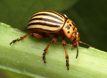 There are more than 350000 different species of noted beetle however 