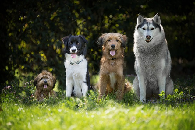 5 meilleurs chiens pour garçons