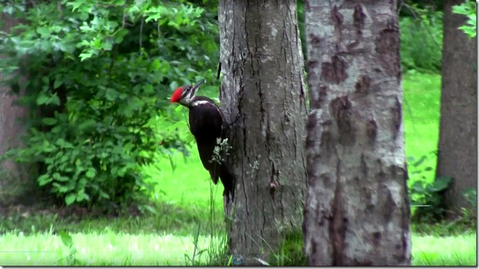 woodpecker edit