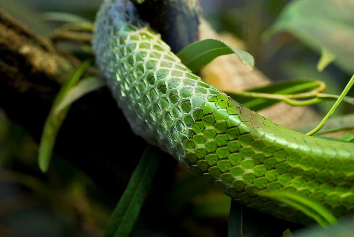 Reptile Skin Shed Sheds its skin