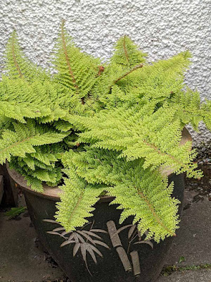 dense almost fluffy green fern in a pot