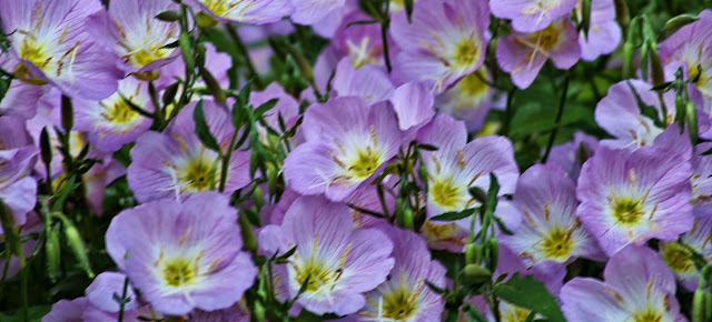 purple flowers photo by mbgphoto