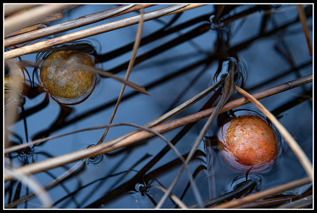 Nova Scotia; Fall; Autumn; Apples