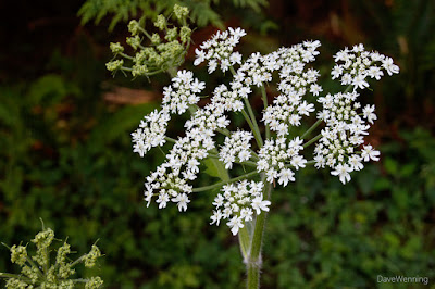 Common Cow Parsnip