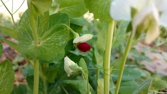 Cascadia Rogue - Sport - Accidental Cross (red and white flowered)