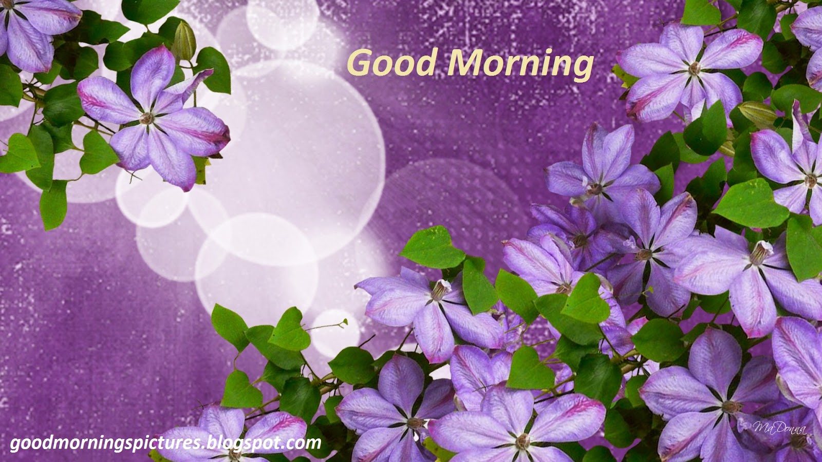 Top Good Morning Images Hd Of Flowers Twistequill