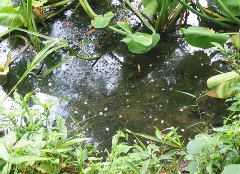 Habitat Asli Ikan  Cupang  Mencari Ikan  Cupang  Liar