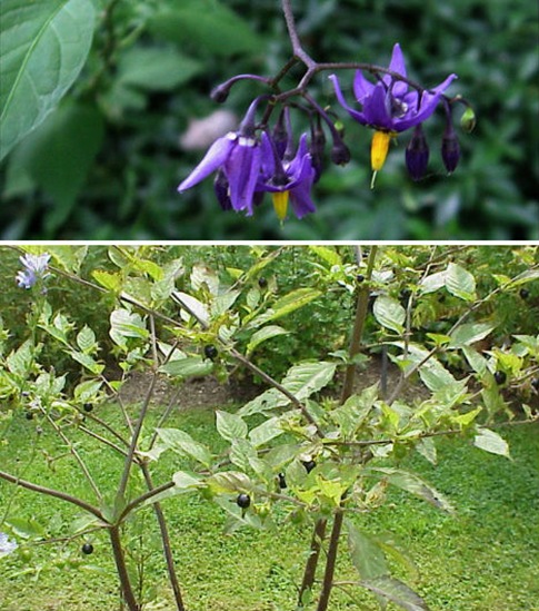 7-wonders-flowers-belladonna-deadly-nightshade