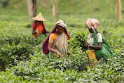 Tea workers strike for wage hike in Sylhet