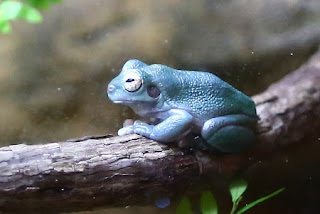 Cave-dwelling Tree Frog