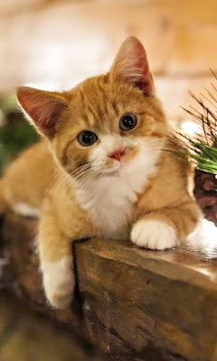 cute cats wallpaper free download 62