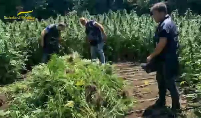 Napoli: sequestrate 1200 piante di cannabis per 350 kg di marijuana