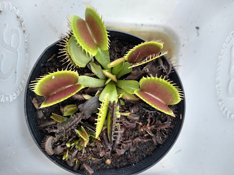 Wally Venus Flytrap Australia