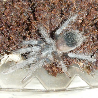 Lasiodora difficilis Brazilian Fire Red Tarantula