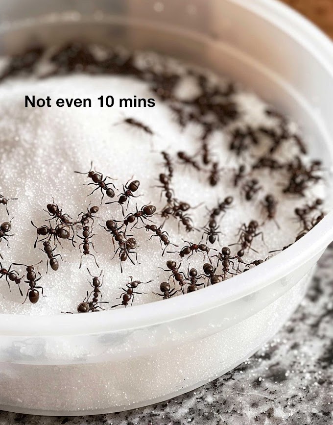 Effective DIY Ant Killing Solution: How to Make and Use It Safely