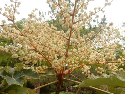 通脫木（蓪草）的花序