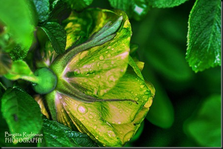 pm_20120611_greenrose