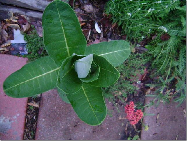 plants 023