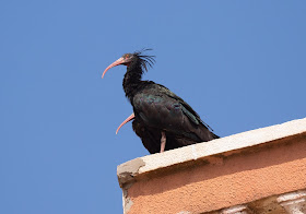 Northern Bald Ibis - Sidi Wassay, Morocco