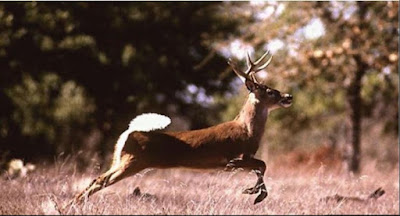 A second case of a debilitating deer disease has been found in Mississippi